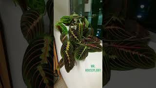 Prayer Plant Time Lapse Maranta Leuconeura [upl. by Ailefo370]