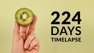 Growing KIWI Timelapse 224 Days [upl. by Gustavus]