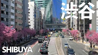 渋谷  Shibuya Meiji Cherry Blossoms  Wabisabi Walks [upl. by Boiney]