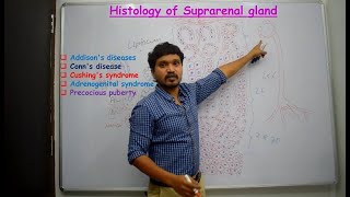 Histology of Suprarenal gland amp Applied aspects  Simplified amp made easy for beginners [upl. by Errol534]