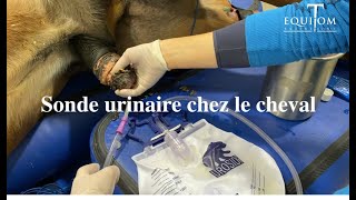 Vétérinaire placement dune sonde urinaire chez un cheval pourquoi [upl. by Uhile]