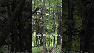 Great Horned Owls Screeching Howl Woods of Wisconsin fyp nature shorts owl outdoors birds [upl. by Nnyledam]