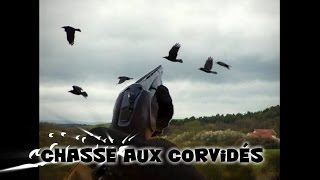 Chasse aux corvidés [upl. by Hadlee]