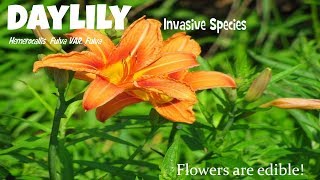 ⟹ DAYLILY  Hemerocallis fulva var fulva  Invasive species [upl. by Jandel254]