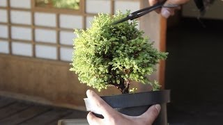 How to make a Bonsai tree from a starter kit [upl. by Hurless981]