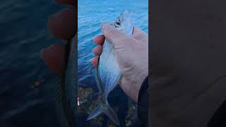 Silver Trevally Caught amp Released [upl. by Azal]