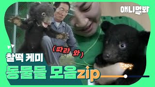 찐 곰인형을 안고 있으면 고민 0 🐻 구독자님들도 이거 보면 고민 0 ㅣAnimals With Pawfect Chemistry Compilation [upl. by Lenroc]