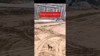 Dog baby 🐕 funny dance funny [upl. by Nanice996]