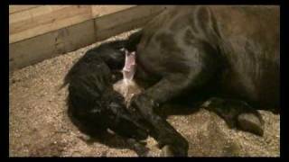 Friesian Horse Giving Birth graphic [upl. by Siver]