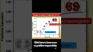 Hb amp Sigmoid curve biology stpm shorts [upl. by Arik]