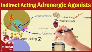 Pharmacology ANS 16 Indirect Acting Adrenergic Agonists Amphetamine  Cocaine  Pseudoephedrine [upl. by Seidler673]