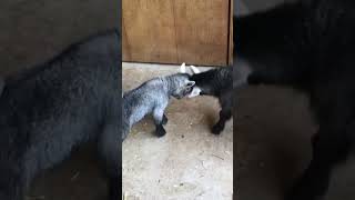 Get ready to rumble goat babygoats cute baby farming goatfarm [upl. by Salvucci]