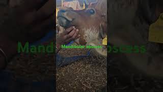 Mandibular abscesses edema swelling cow pain [upl. by Tracay650]