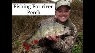 Drop Shotting For River Perch November 2024 perch perchfishing [upl. by Horick]