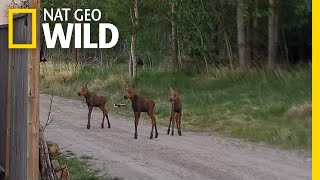 Rare Moose Triplets Spotted in Canada  Nat Geo Wild [upl. by Eem957]