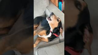 My dog hates the harmonica dog funny pets dogs dogshorts dogfunnyvideos harmonica [upl. by Stanton]