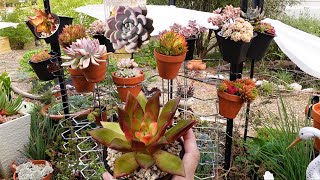 SUCCULENT ID amp Brain Fog  VLOG 132  Succulents amp Coffee with Liz [upl. by Sacha]