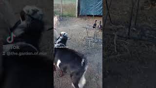 nigeriandwarf goat goats homestead fy funny fyp fyp2024 fypシ゚ fypage fypyoutube fyp2024 [upl. by Wenona249]