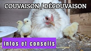 LA COUVAISON chez la poule [upl. by Socrates812]