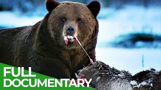 Band of Bears  In the Forests of Scandinavia  Part 1  Free Documentary Nature [upl. by Yrrah]