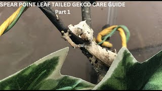 Spear Point Leaf Tailed Gecko care guide part1 uroplatus leaftailgecko geckos [upl. by Soisanahta]