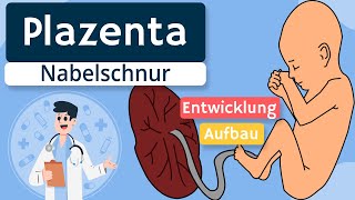 Plazenta und Nabelschnur  Entwicklung und Anatomie einfach erklärt [upl. by Inttirb]