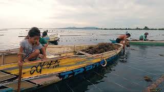 Propagating Seaweeds [upl. by Fortin]