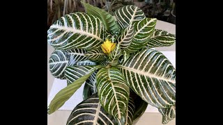 Zebra Plant Aphelandra squarrosa Care What to Know [upl. by Poppas]