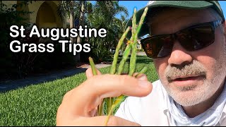 St Augustine Grass Tips for June and July [upl. by Nitsew]