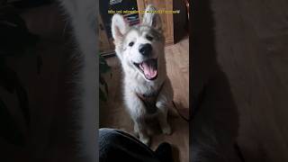 Bear The Malamute  how do snow dogs cope in cold weather dog funny pets malamute puppy coat [upl. by Kora747]