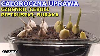 Całoroczna uprawa Czosnku Pietruszki Cebuli Buraka Rzodkiewki Selera Uprawa Warzyw w Domu [upl. by Intruok]