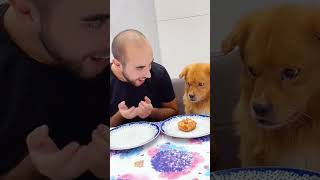 Pet friendly dog part 9 funny funnypetsmoments doglover pets petlaughs petowner funnyvideo [upl. by Sirap451]