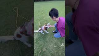 kooikerhondje dog コーイケルホンディエ 大谷翔平 大谷の犬 デコピン 犬のいる暮らし [upl. by Suirtimed]