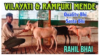 Vilayati amp Rampuri Mende in Kalyan youtubevideos viralvideo AsimShaikh [upl. by Tdnerb]