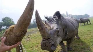 Rhinocéros tué par des braconniers au zoo de Thoiry [upl. by Sears]