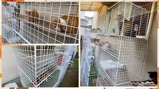 DIY CAT CATIO  Using wire net Cheap cat cage  Build a Safe Outdoor Space for Your Cat on a Budget [upl. by Arebma]