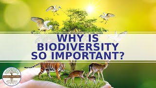 Why Is Biodiversity Important To Ecosystems [upl. by Eesdnil]