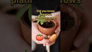 Tomato Potato Pomato agriculture trending facts edibleplants quiz [upl. by Bible636]