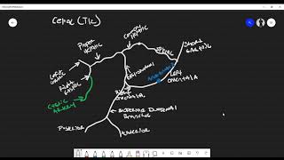 Abdominal Cavity Blood Supply and Anastomosis Foregut Midgut amp Hindgut [upl. by Cornell]