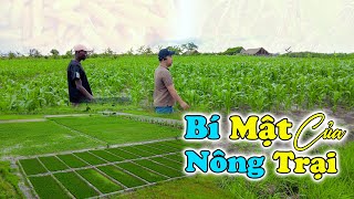 Đông Paulo  Bí Mật Đằng Sau Sự Thành Công Của Một Nông Trại Giúp Đỡ Cho Bà Con Dân Bản [upl. by Aniretac]