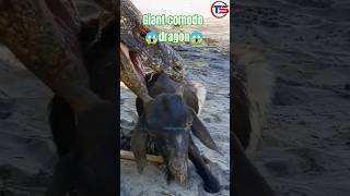 giant comodo dragon attack on goat viral shorts trandingshort7399ytshorts shortsfeed animals [upl. by Alarise896]