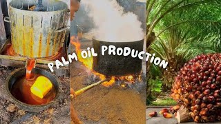 Step By Step Of PALM OIL PRODUCTION PROCESS  How To Produce Palm Oil at Home palmoil production [upl. by Sucramat]