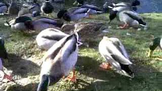 Mallard Ducks feeding on Bill Oddies Bird Food Mix Colchester Hospital Lake [upl. by Gasparo]