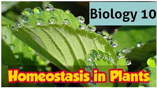 Homeostasis in Plants  10th Biology  Chapter 2 homeostasis Lec 2 [upl. by Ettenawtna291]