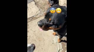 2 BIG ROTTWEILER ENCOUNTER puppy alaskanmalamutepuppy rotwellier [upl. by Keraj875]