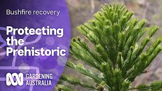 Protecting the prehistoric Wollemi Pine from fire  Bushfire recovery  Gardening Australia [upl. by Atinat]