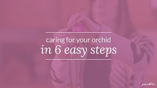 Orchid Care How to Care for Your Orchid in 6 Easy Steps [upl. by Lehplar]