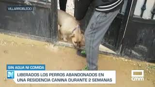 Perros abandonados en una residencia canina de Villarrobledo [upl. by Yasnil]