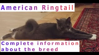 American Ringtail Pros and Cons Price How to choose Facts Care History [upl. by Nica]