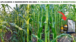 SECRETO Para Mejores Rendimientos en MAÍZ 🌽 prefloración  como aplicar foliar y fungicida [upl. by Mccahill]